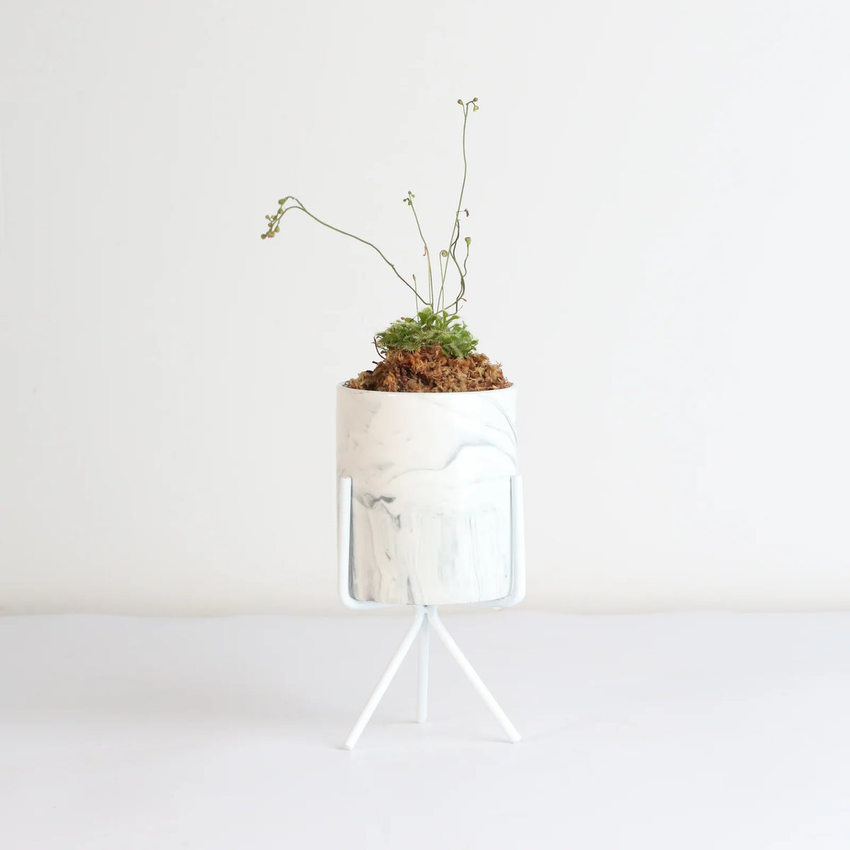 Pink Sundew Live Plant