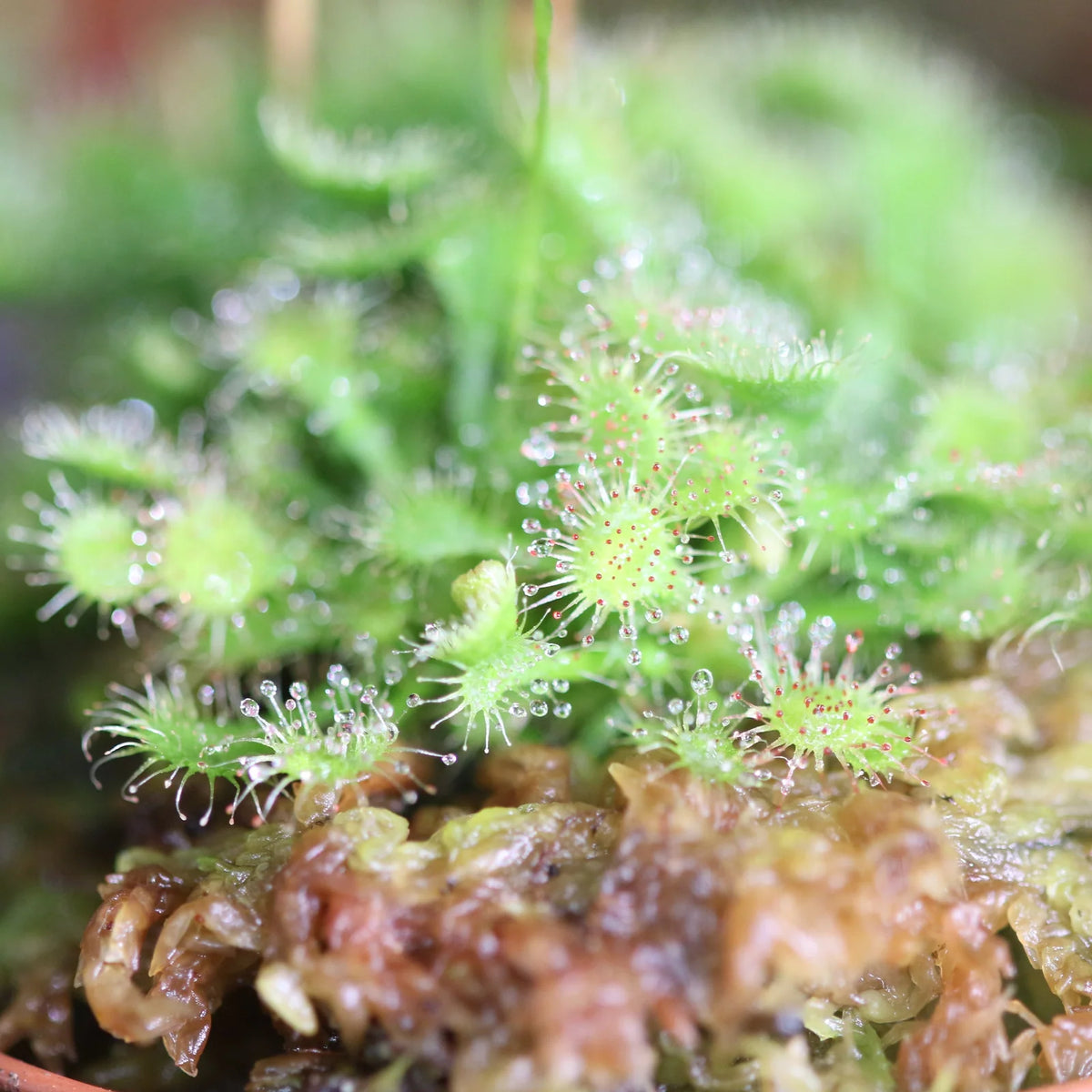 Pink Sundew Live Plant