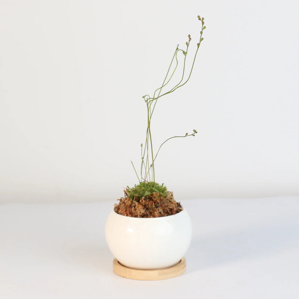 Pink Sundew Live Plant