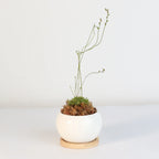 Pink Sundew Live Plant