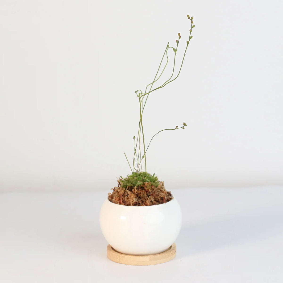 Pink Sundew Live Plant