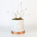 Pink Sundew Live Plant