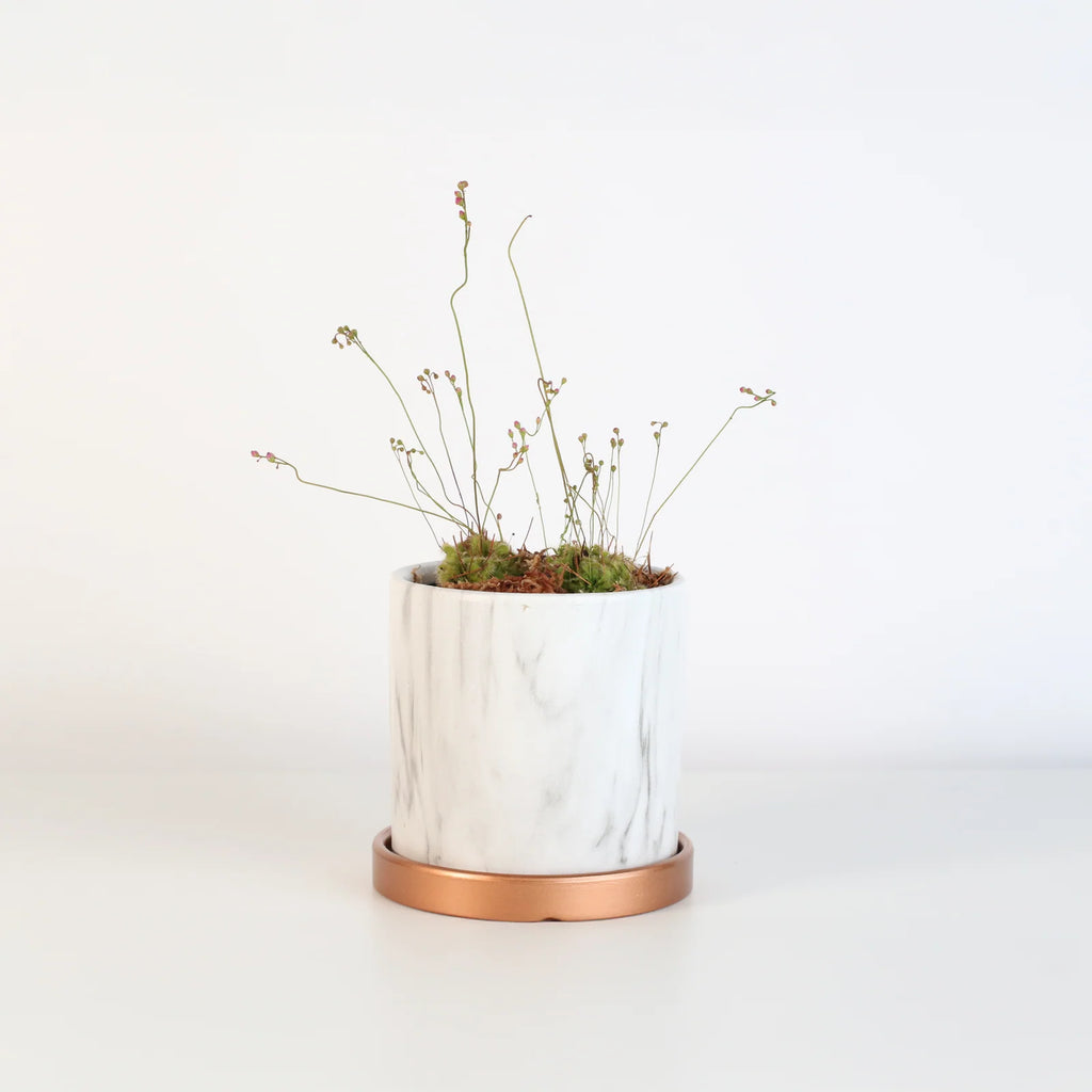 Pink Sundew Live Plant