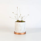 Pink Sundew Live Plant
