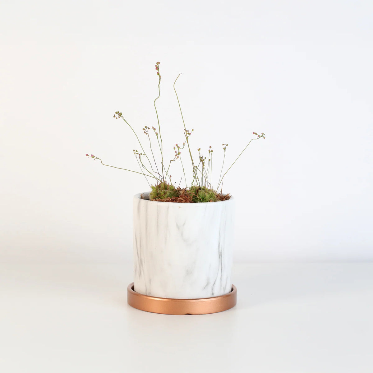 Pink Sundew Live Plant