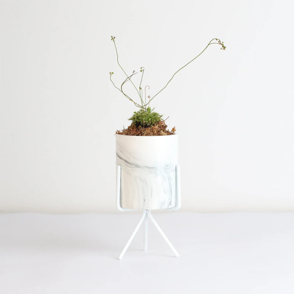 Pink Sundew Live Plant