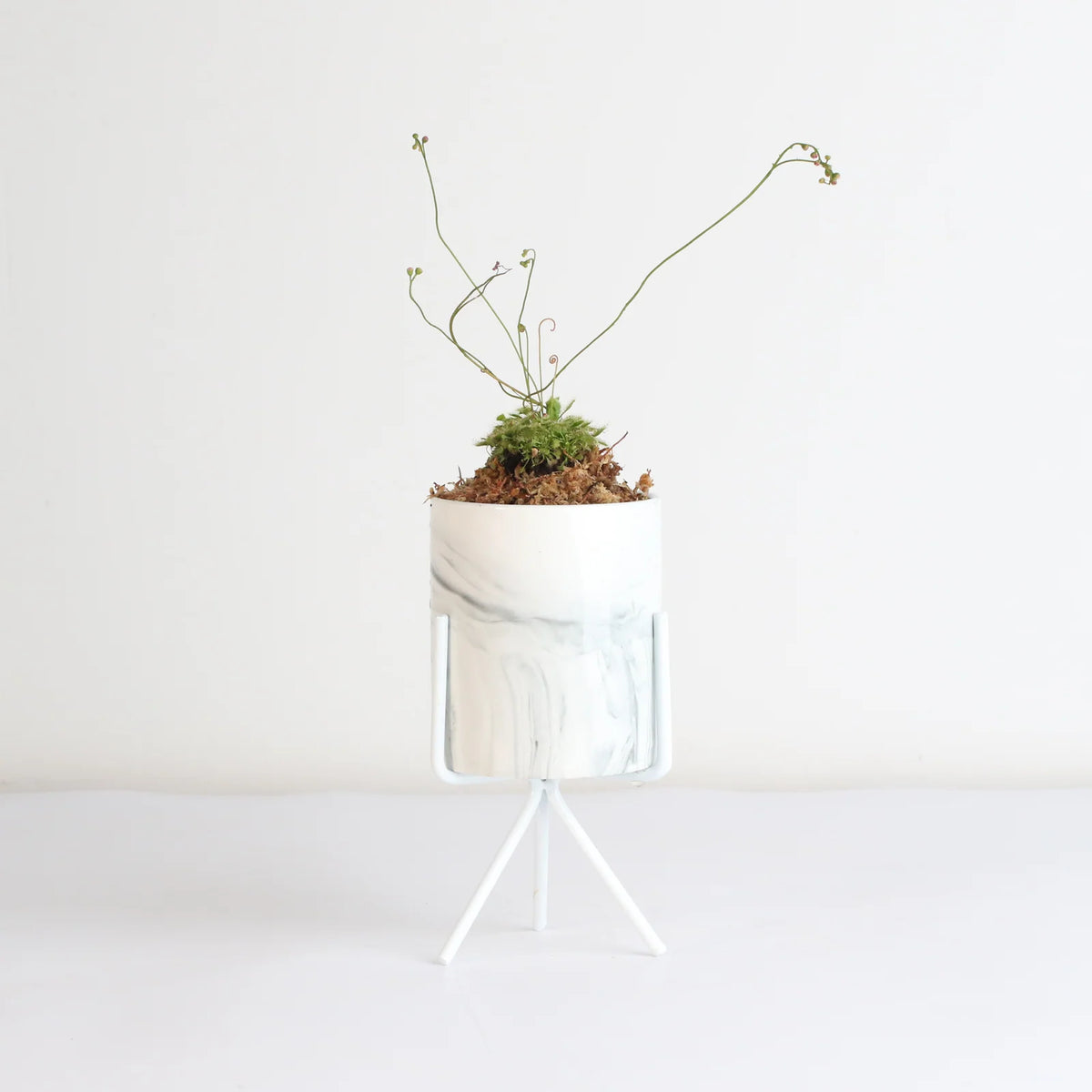 Pink Sundew Live Plant