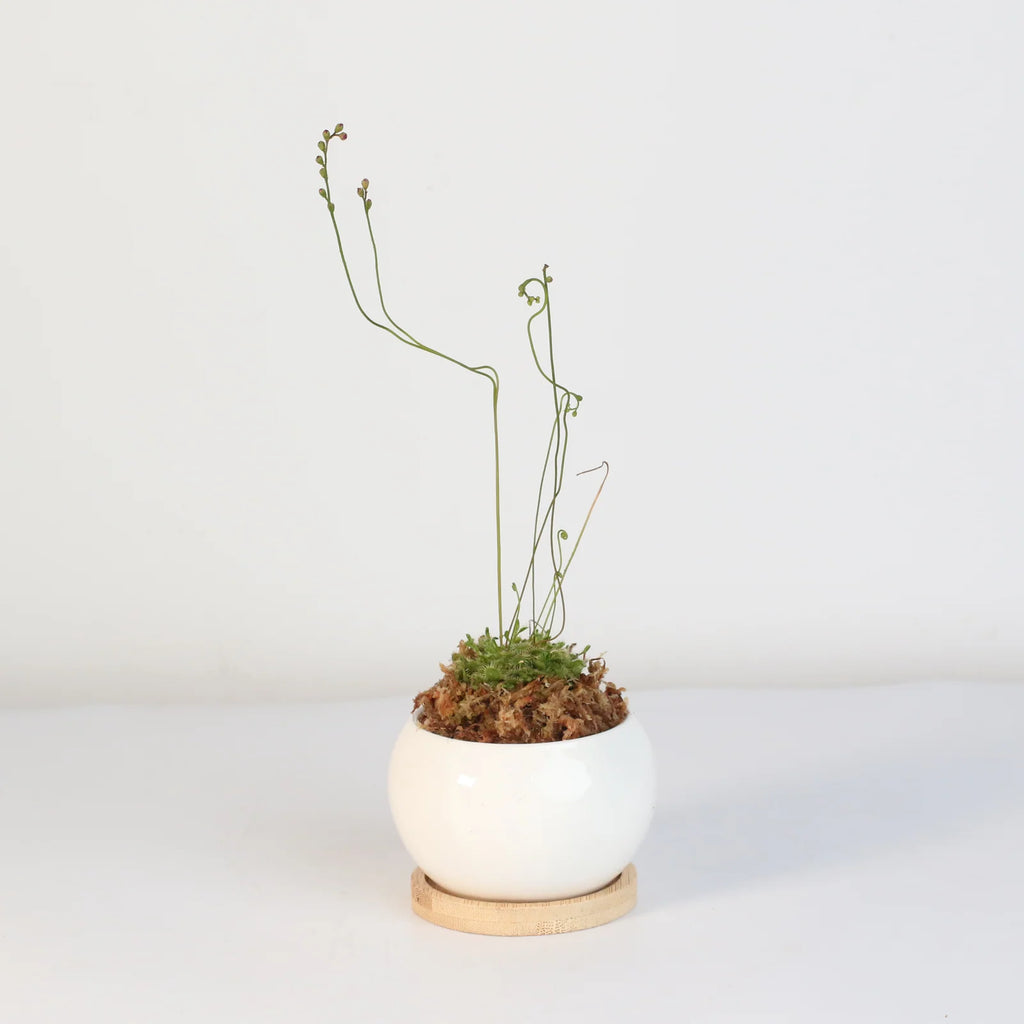 Pink Sundew Live Plant