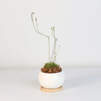 Pink Sundew Live Plant