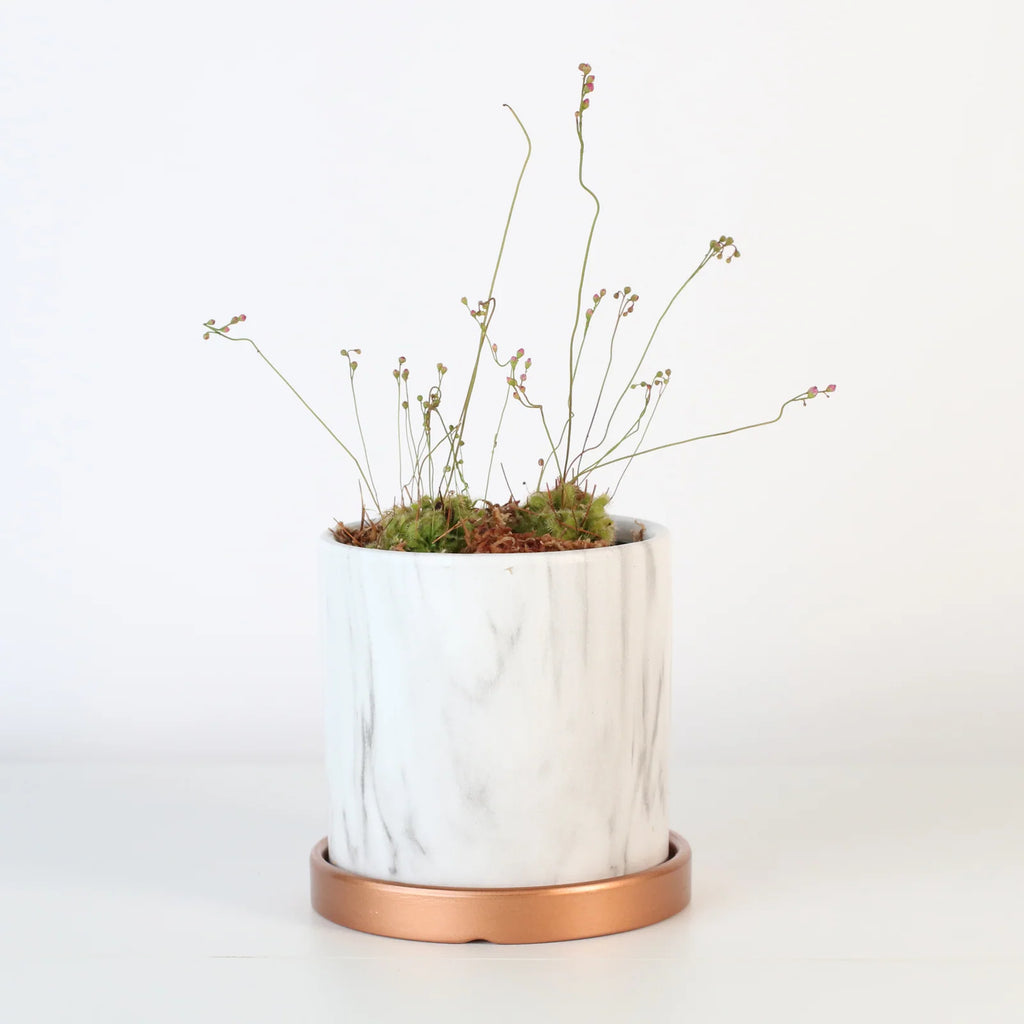 Pink Sundew Live Plant