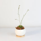 Pink Sundew Live Plant
