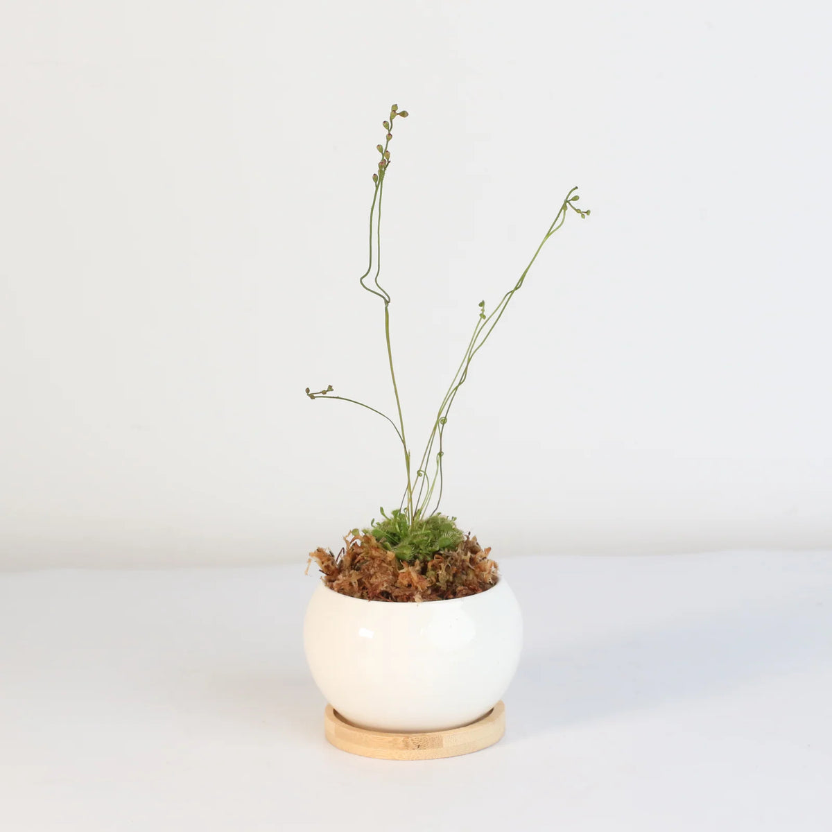 Pink Sundew Live Plant