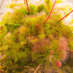 Pink Sundew Live Plant