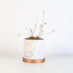 Pink Sundew Live Plant