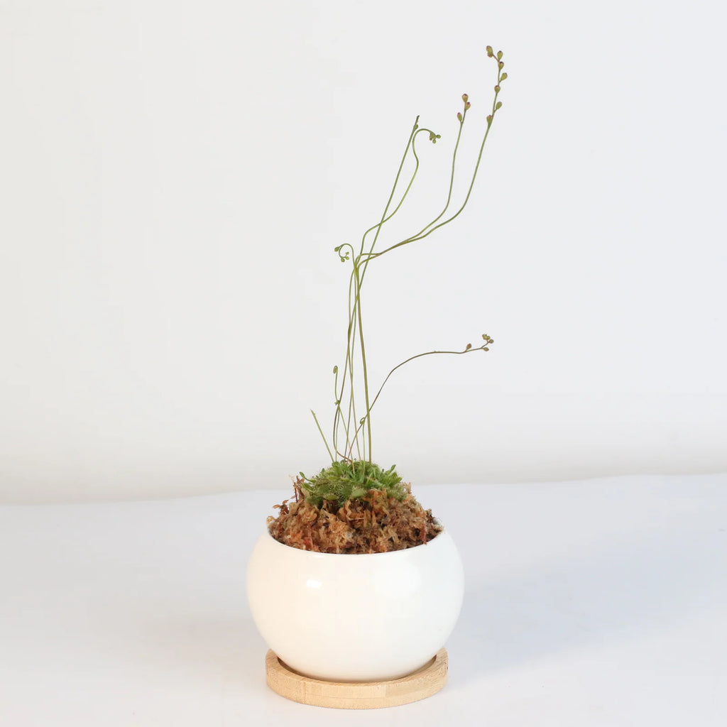 Pink Sundew Live Plant