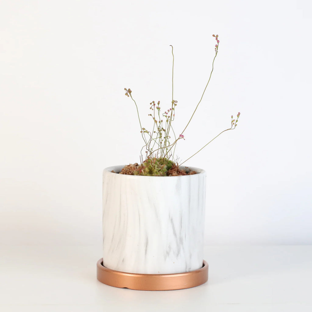 Pink Sundew Live Plant