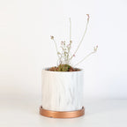 Pink Sundew Live Plant