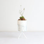 Pink Sundew Live Plant