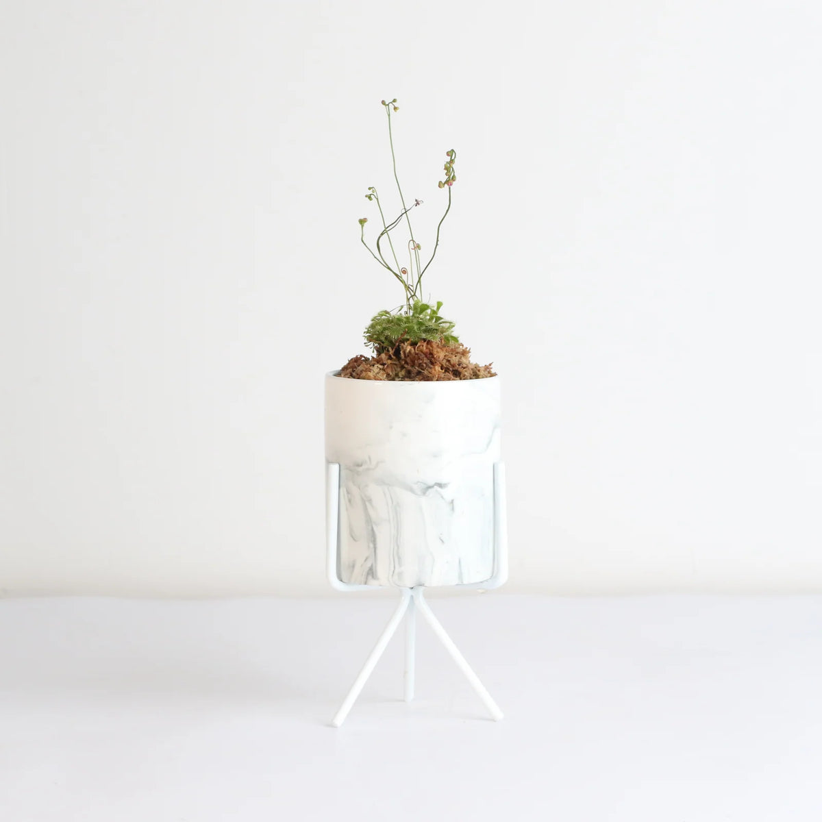 Pink Sundew Live Plant