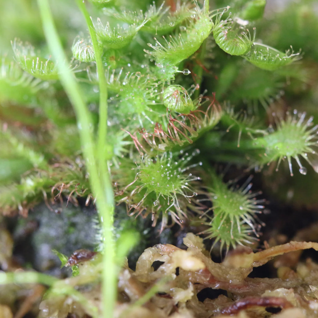 Pink Sundew Live Plant