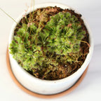 Pink Sundew Live Plant