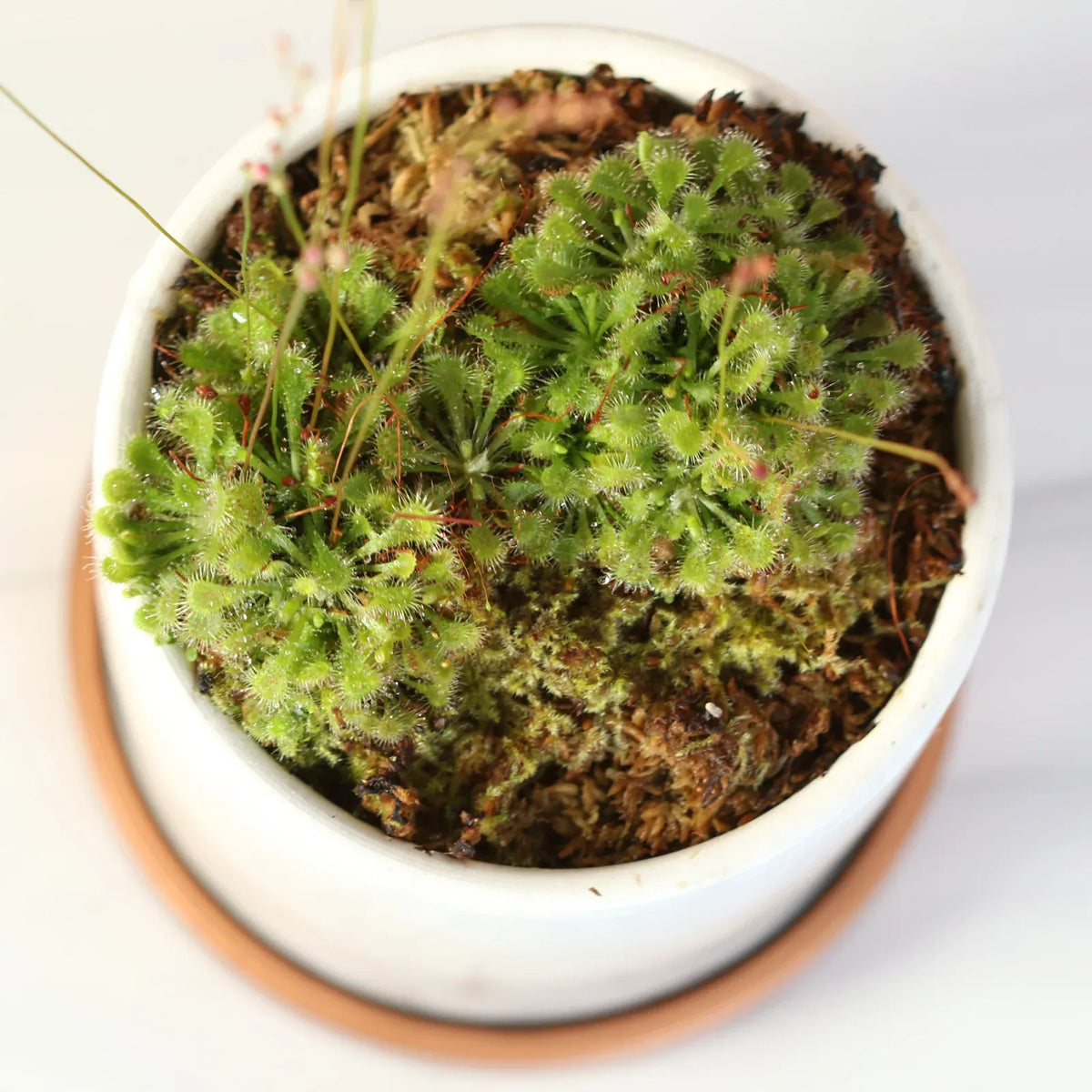 Pink Sundew Live Plant