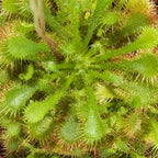 Pink Sundew Live Plant