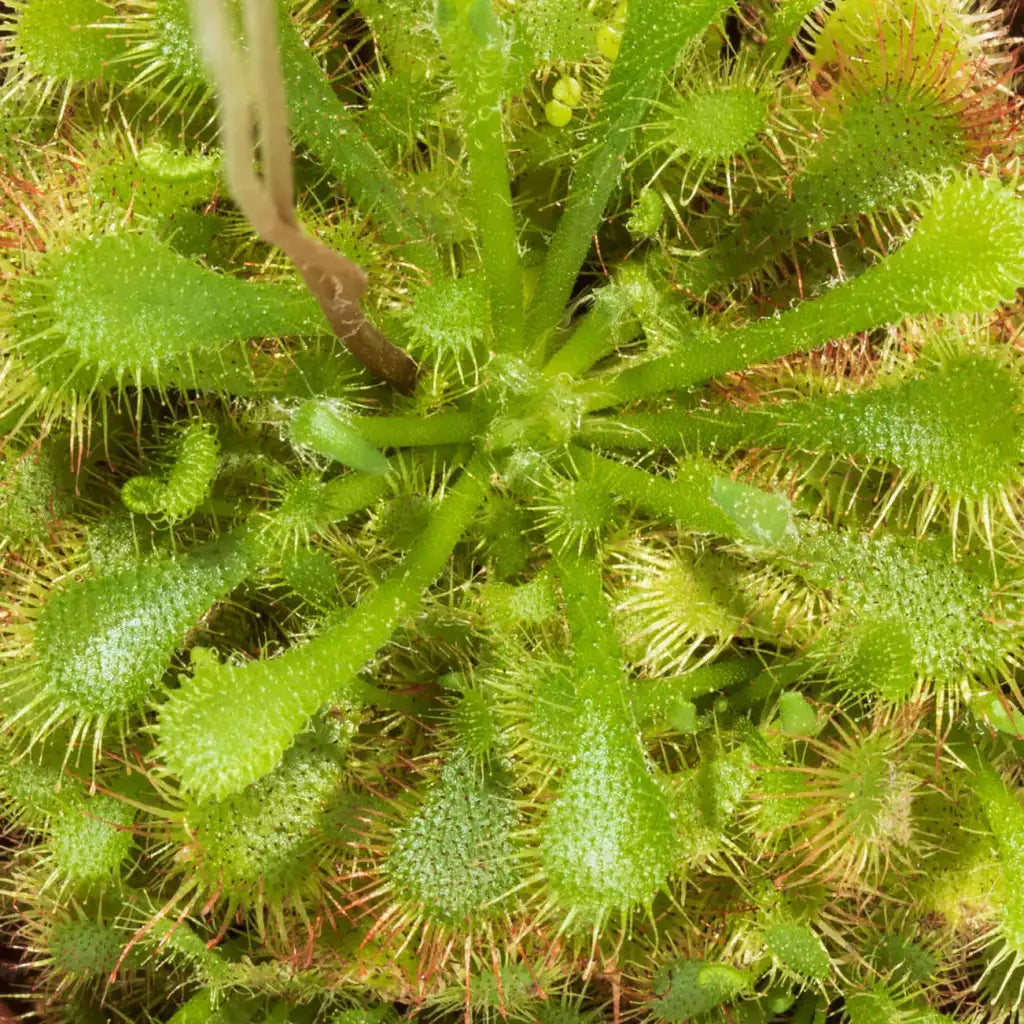 Pink Sundew Live Plant