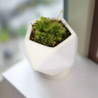 Pink Sundew Live Plant