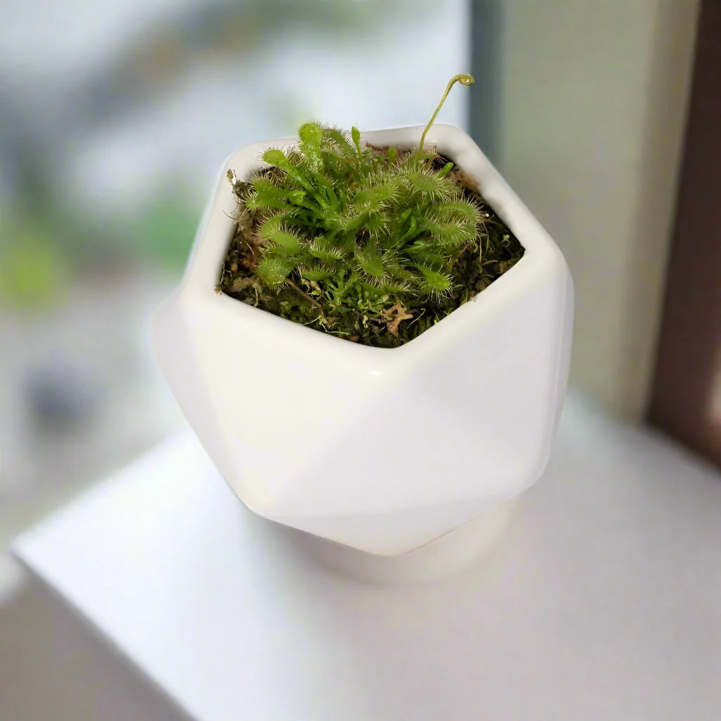 Pink Sundew Live Plant