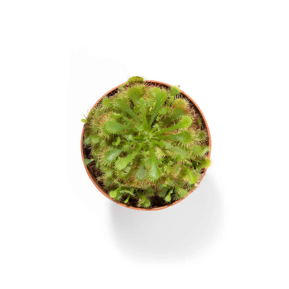 Pink Sundew Live Plant