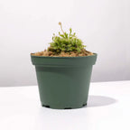 Pink Sundew Live Plant