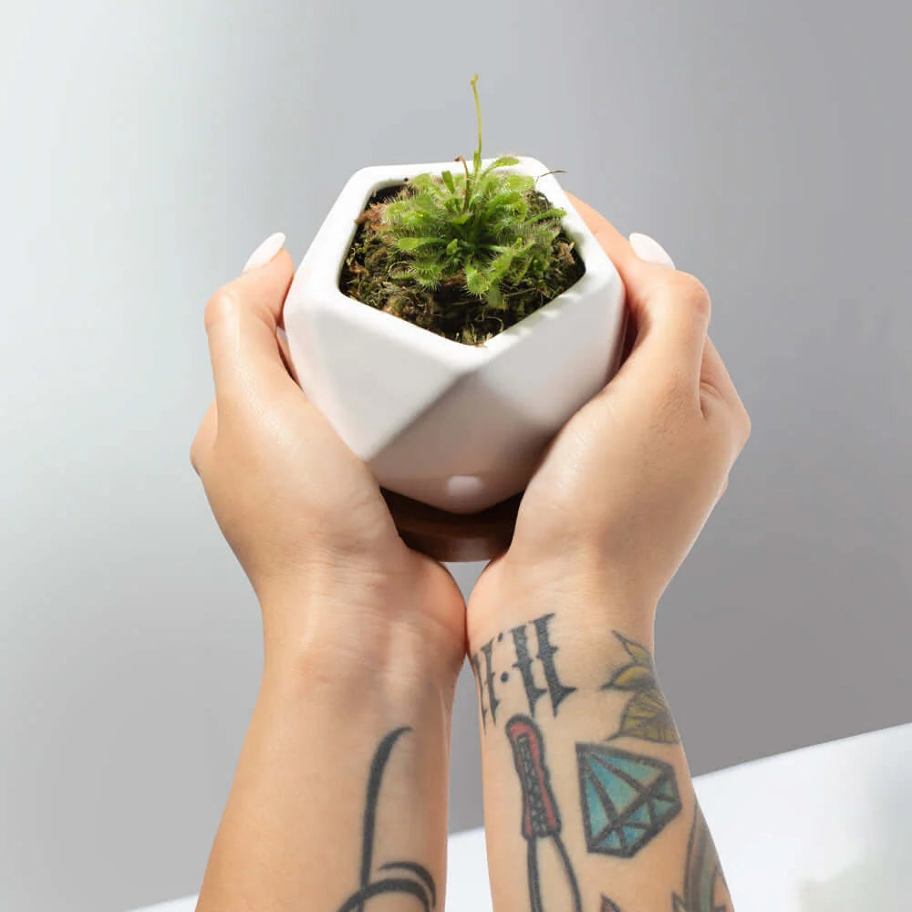 Pink Sundew Live Plant