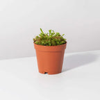 Pink Sundew Live Plant
