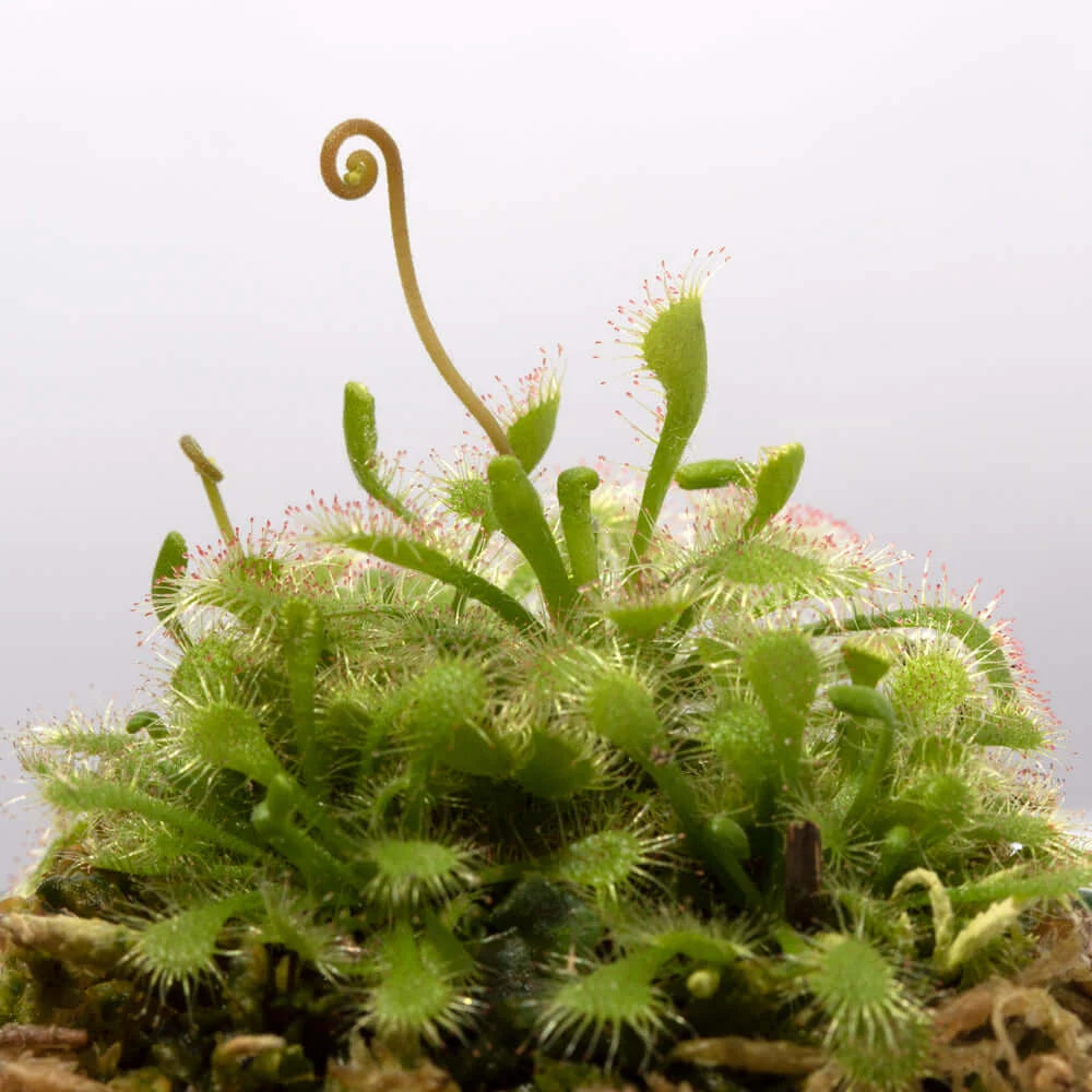 Pink Sundew Live Plant