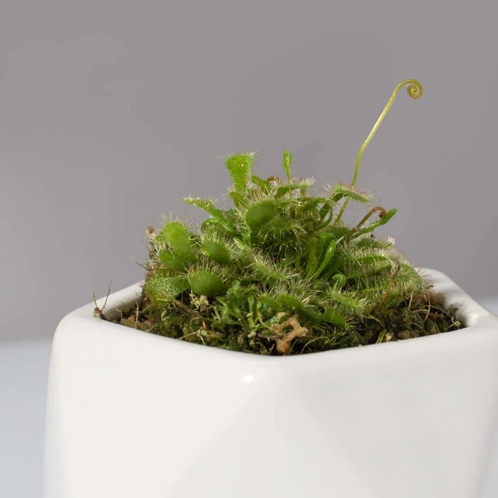 Pink Sundew Live Plant