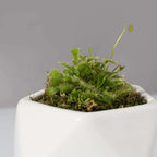 Pink Sundew Live Plant