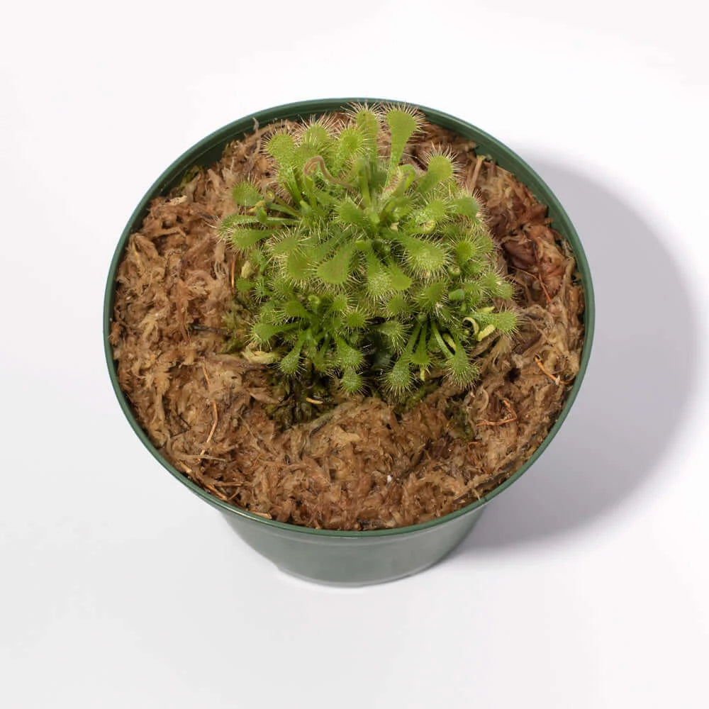 Pink Sundew Live Plant