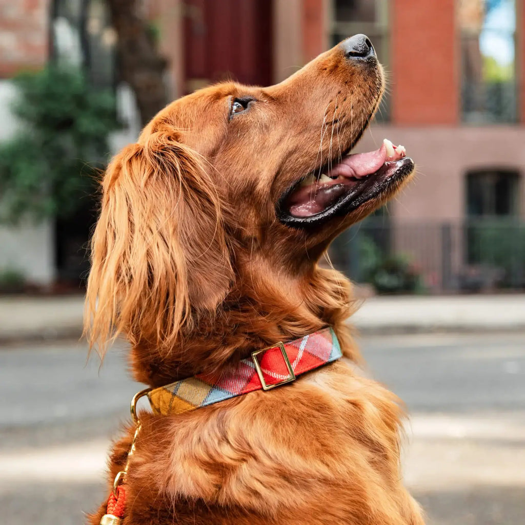 Plaid Flannel Dog Collar