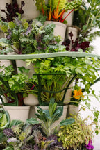 Plant Trellis Set of 3