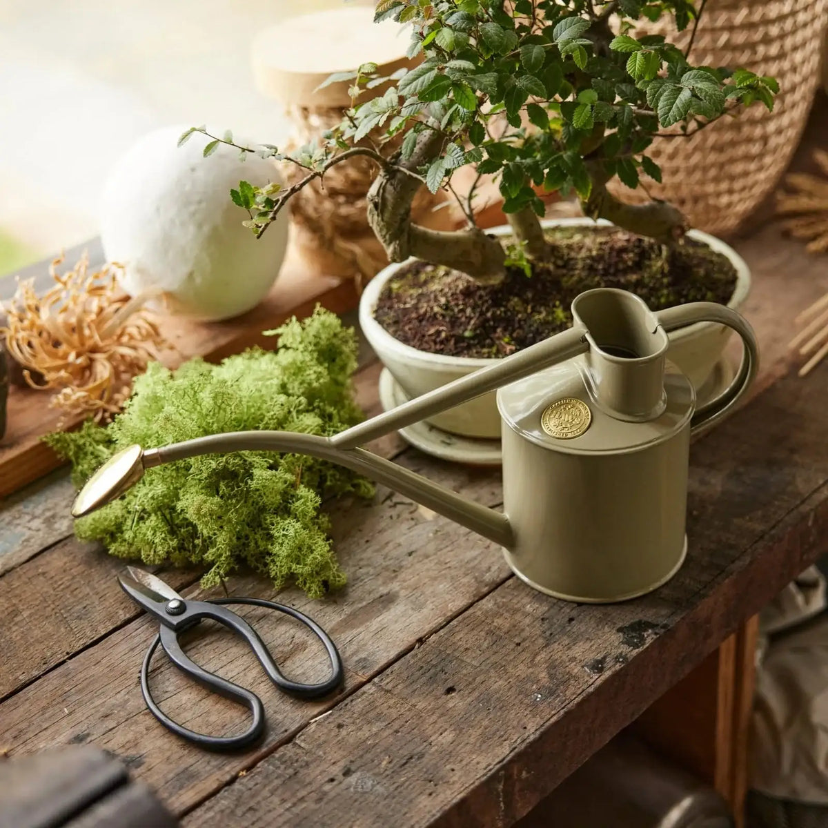 Plant Watering Can