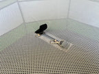 Pop-Up Chick Brooder Pen with Enclosed Octagon Design, Zippered Access and Flat-Folding Indoor Setup