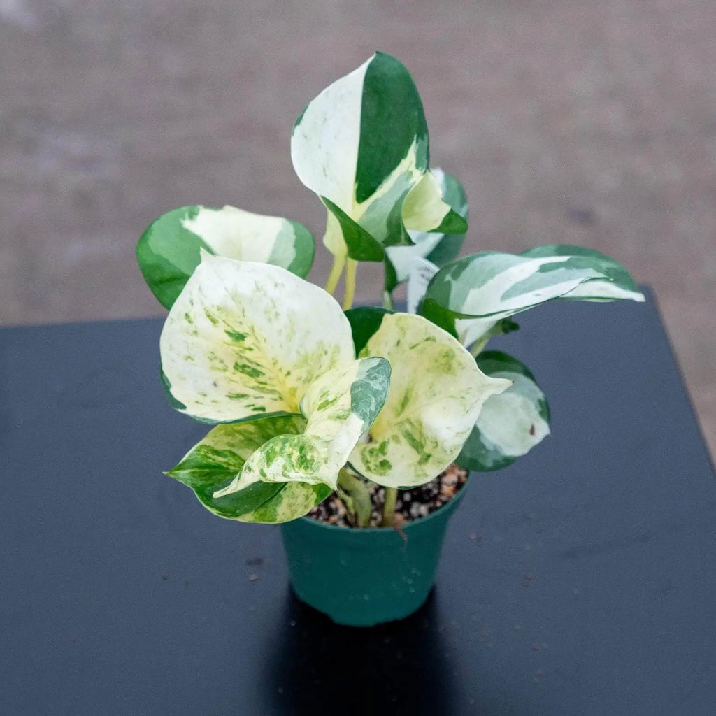 Pothos Live Plant, 3"
