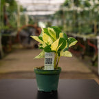 Pothos Live Plant