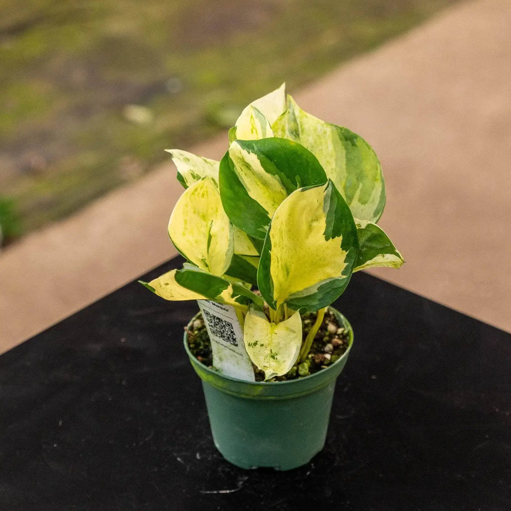 Pothos Live Plant