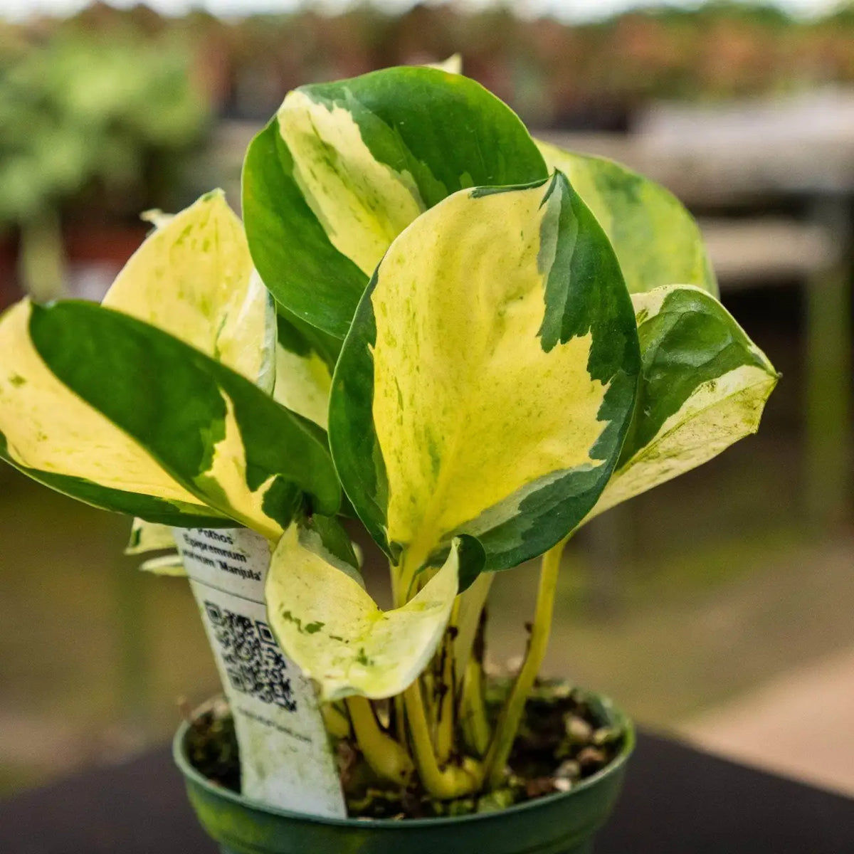Pothos Live Plant