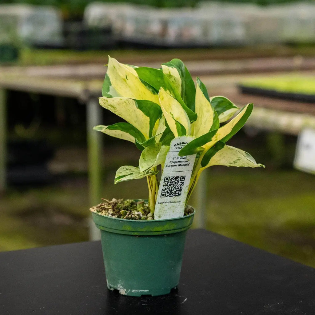 Pothos Live Plant