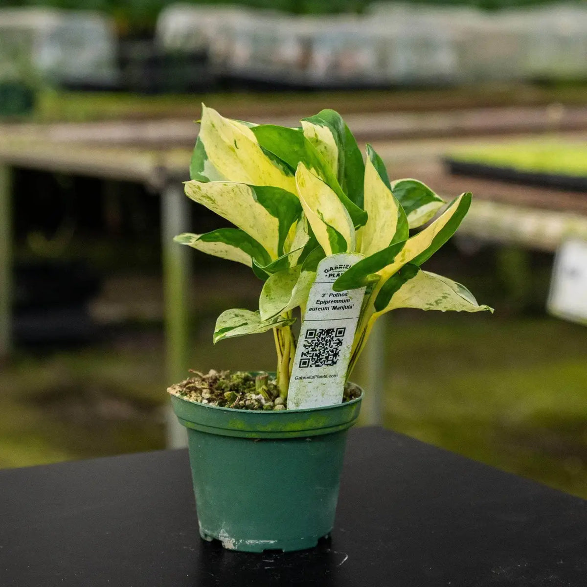 Pothos Live Plant