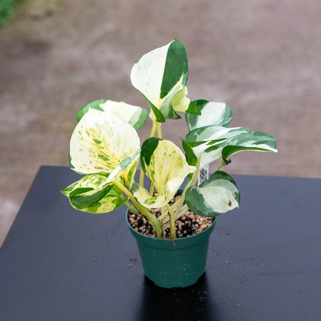 Pothos Live Plant
