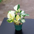 Pothos Live Plant